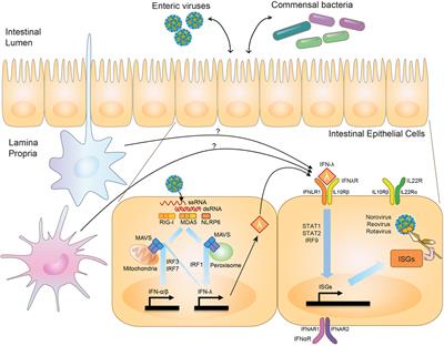 Interferon-Lambda: A Potent Regulator of Intestinal Viral Infections